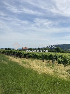Eladó Telek, Veszprém megye, Szentantalfa - Eladó Balatoni panorámás szőlő Szentantalfán.