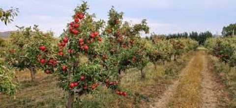 Eladó Mezőgazdasági 4836 Lónya Lónya