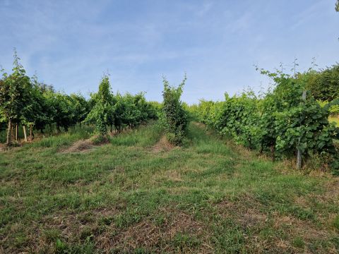 Eladó Telek 8692 Szőlősgyörök Madárcsicsergős környék