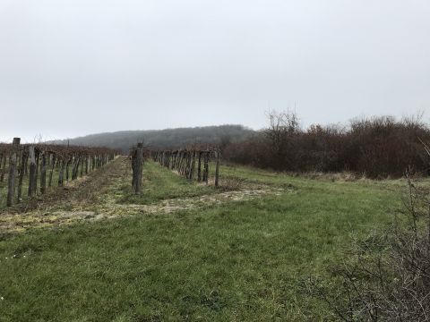 Eladó Telek 8272 Szentjakabfa Művelési külterület Szentjakabfa, szőlő, rét