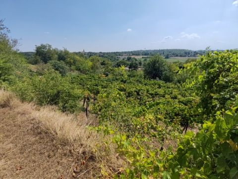Eladó Telek 8137 Mezőkomárom , Mezőkomáromban gyönyörű panorámával művelésre alkalmas telek eladó.