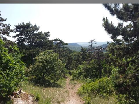 Eladó Telek 2092 Budakeszi 