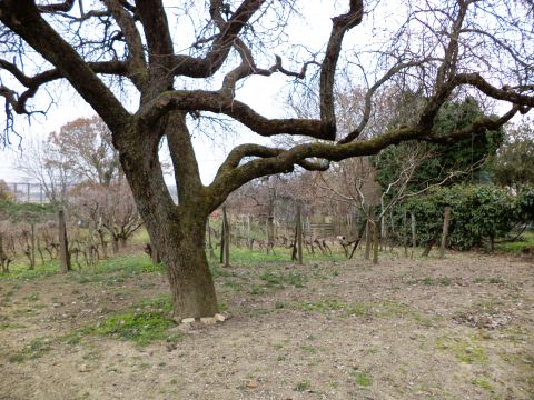 Eladó Telek 2481 Velence , Panoráma út eleje