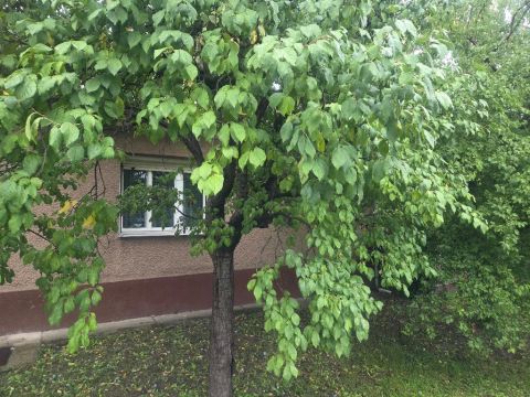 Eladó Ház 2740 Abony 2740 Abony, Központi fekvésű