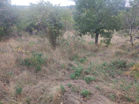 Eladó Telek 7673 Kővágószőlős 