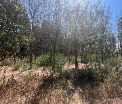 Eladó Telek 5435 Martfű , 10 HEKTÁR ERDŐ ELADÓ