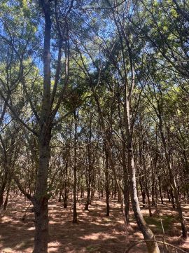 Eladó Telek 5435 Martfű 10 HEKTÁR ERDŐ ELADÓ