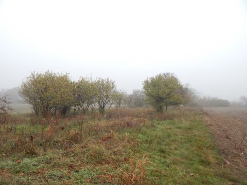 Eladó Telek 6000 Kecskemét , Mezőgazdasági terület