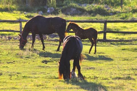 Eladó Ház 6239 Császártöltés HALASTAVAK / ÁLLATSIMOGATÓ / PRÉMIUM OTTHON EGYBEN!