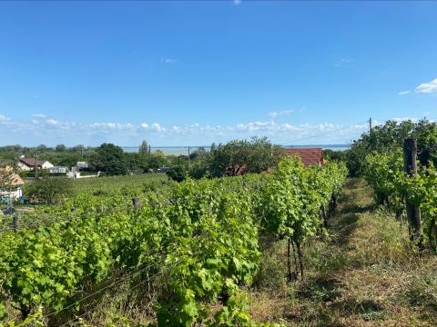 Eladó Telek 8229 Csopak , Panorámás szőlő