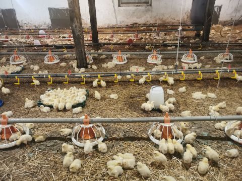 Eladó Mezőgazdasági 2884 Bakonyszombathely 